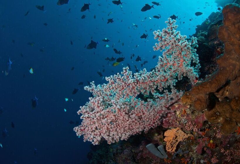 酒店 Murex Dive Resort