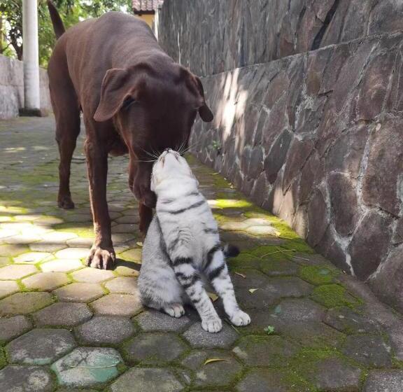 בית מלון כפרי Villa Alba Bali Dive Resort