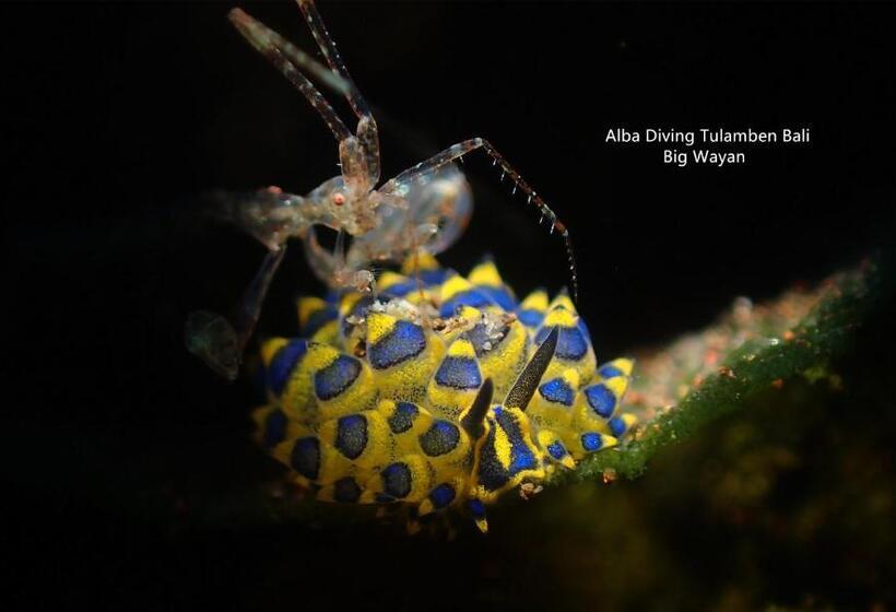 בית מלון כפרי Villa Alba Bali Dive Resort
