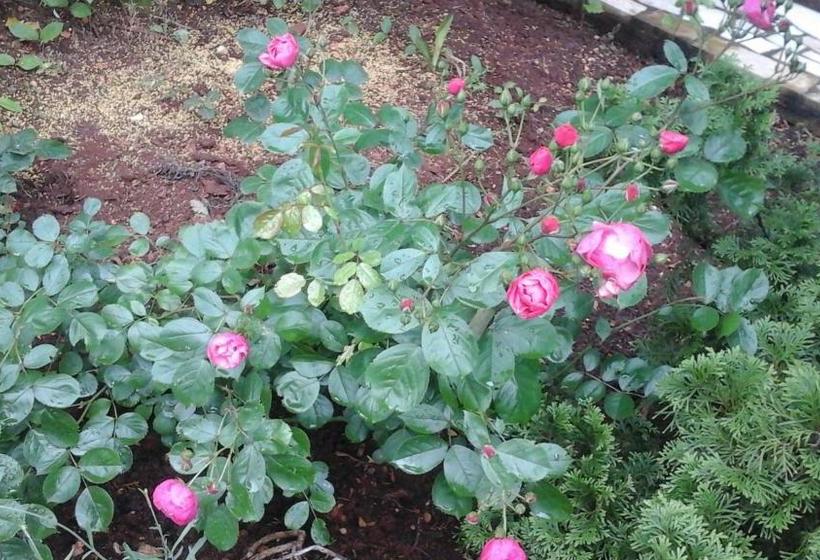 Apartment Laurus / Two Bedrooms A1