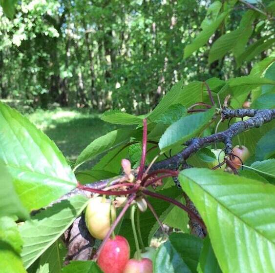 Отель Ecolodge Mombret Haut