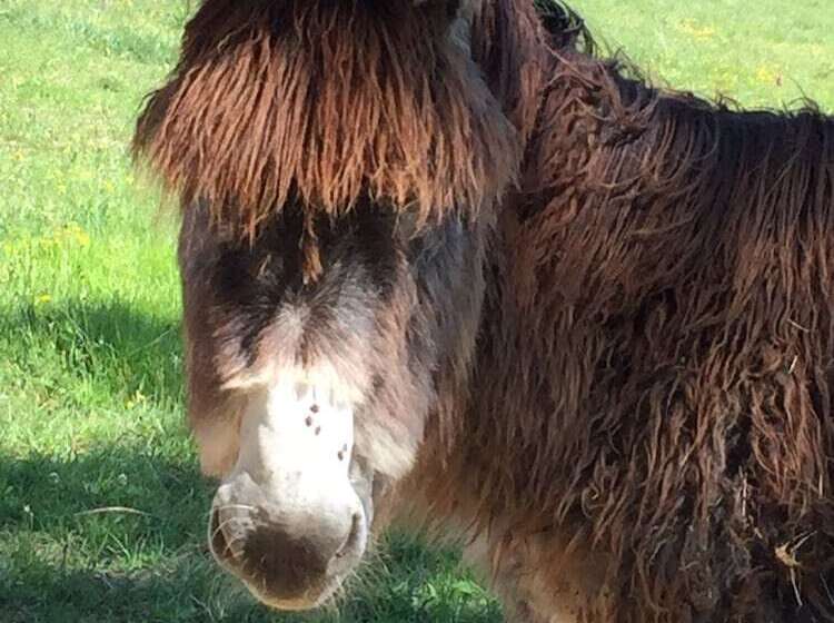 Отель Ecolodge Mombret Haut