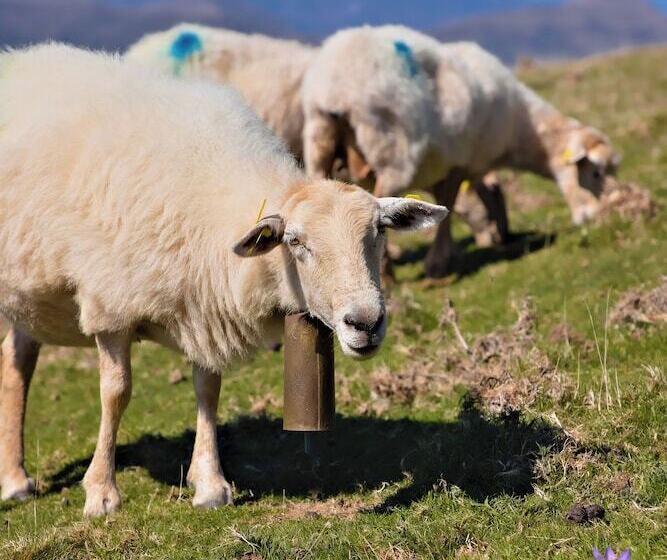 בית מלון כפרי Vvf Résidence Pays Basque Saint Jean Pied De Port