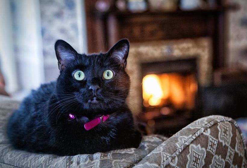 Holden House 1902 Bed & Breakfast Inn