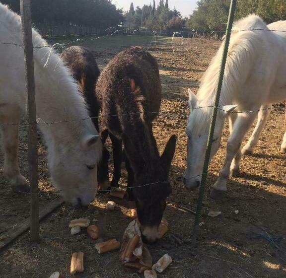 La Roseraie Camarguaise