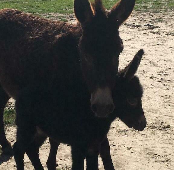 La Roseraie Camarguaise