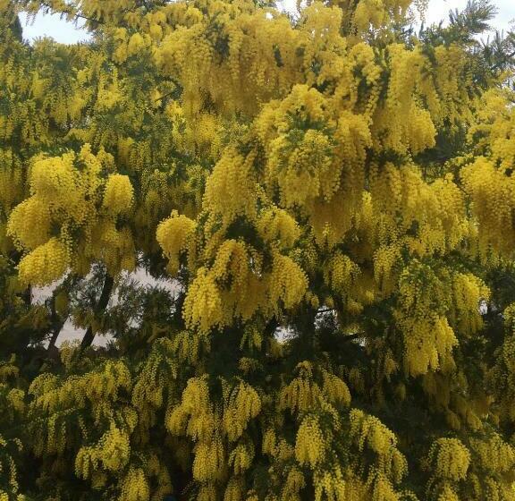 La Roseraie Camarguaise