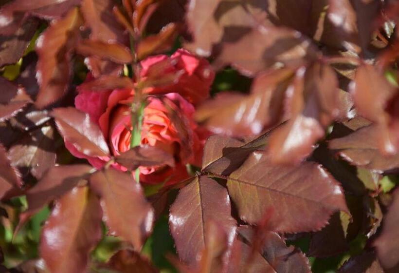 ベッドアンドブレックファースト La Villa 13&15