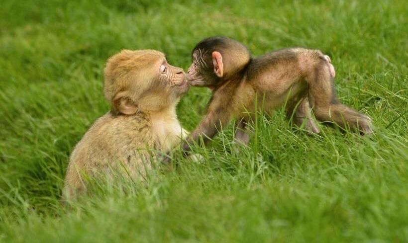 Aux Deux Hirondelles