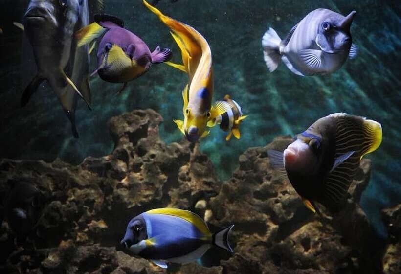 Apartments Villa Maria