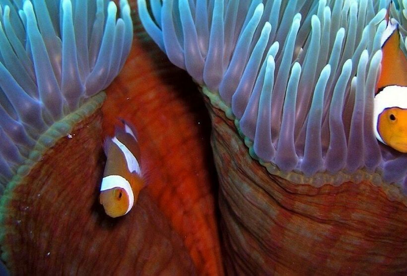 酒店 Reef Encounter