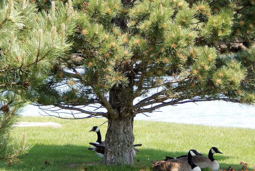 فندق Best Western Celina