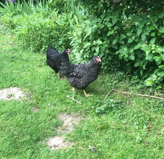 ベッドアンドブレックファースト La Fresnaie : Chambres ,table D'hôtes & Spa