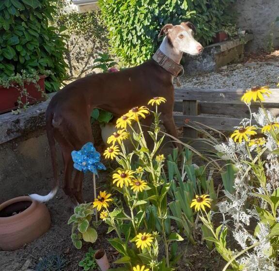 פנסיון Les Trois Charmes