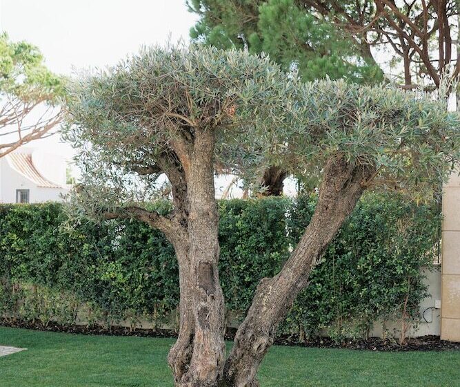 Charming Exceptional Villa In Algarve