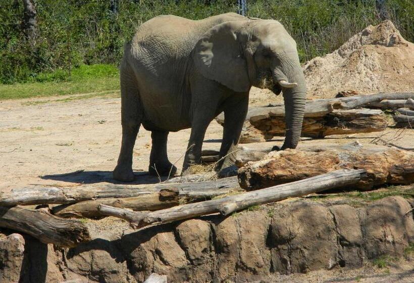 בית מלון כפרי Best Western Plus Rockwall Inn & Suites