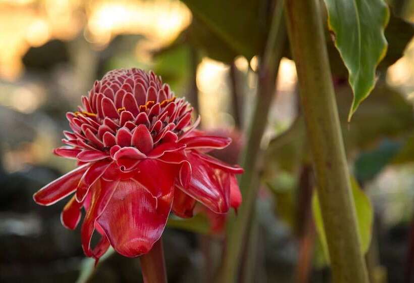 فندق Holualoa Inn