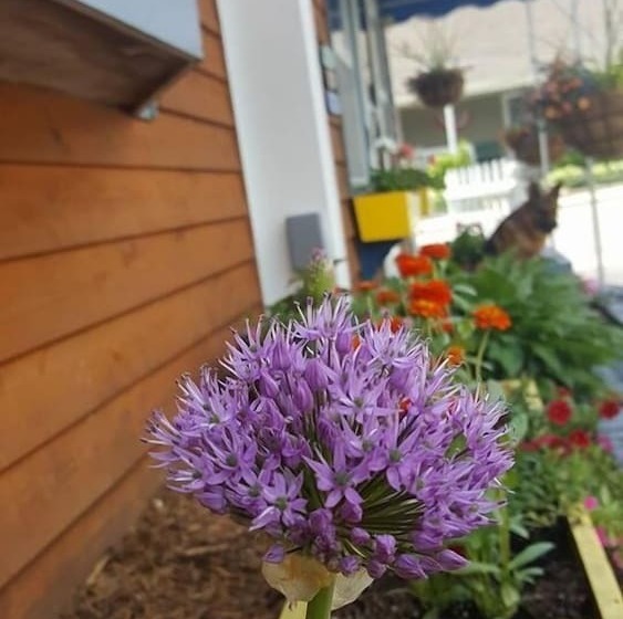 فندق Homestead Inn   Blowing Rock