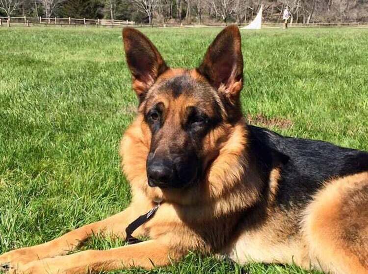 فندق Homestead Inn   Blowing Rock