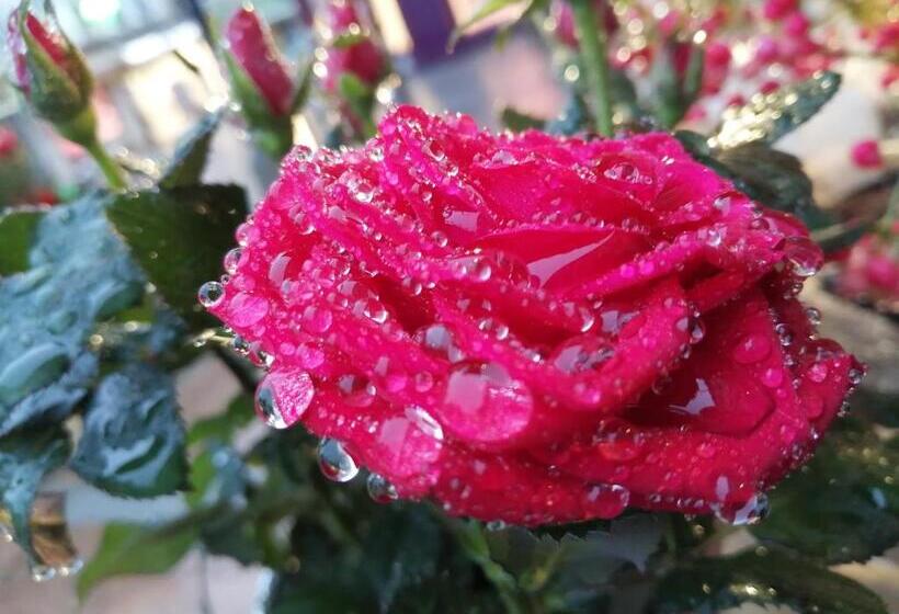 مبيت وإفطار Ma Gentilhommière