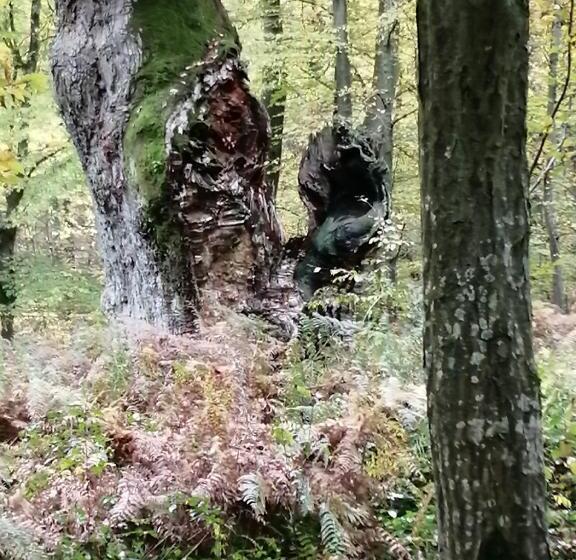 مبيت وإفطار Ma Gentilhommière