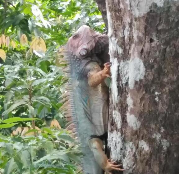 Отель Boca Brava Lodge