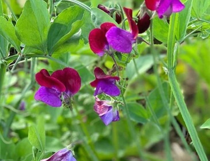 Пансион Domaine Les Bruyères