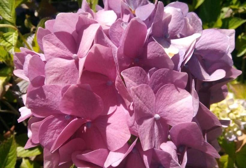 Hamilton's Place Bed And Breakfast