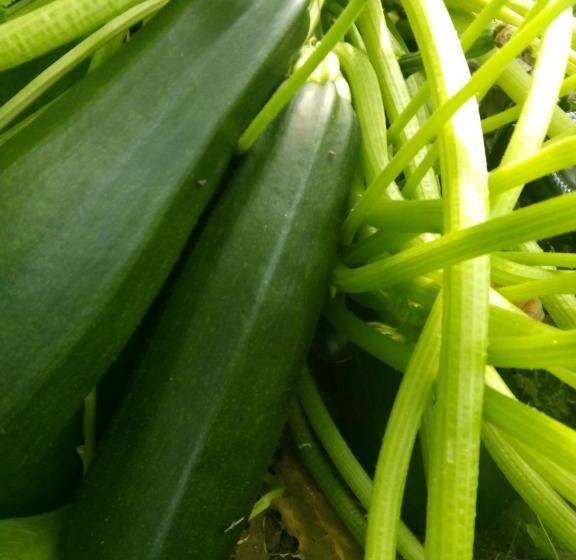 Hamilton's Place Bed And Breakfast