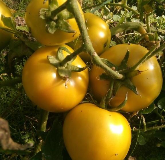 Hamilton's Place Bed And Breakfast