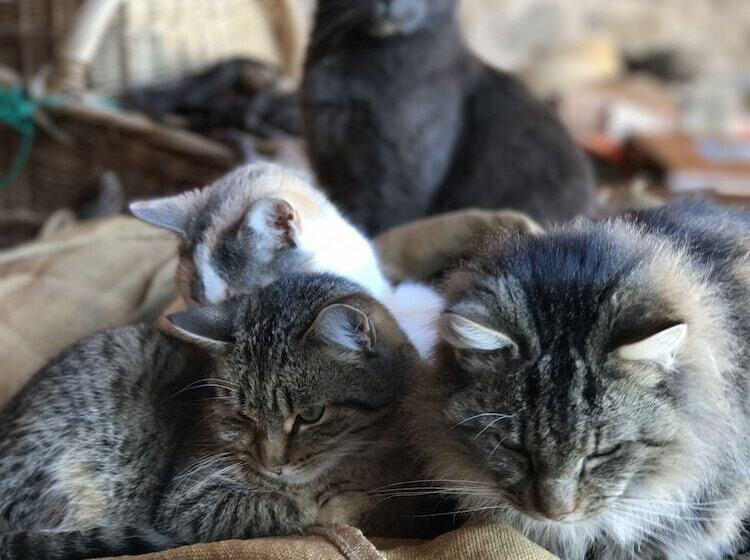 La Grange D Hannah   Gîte & Chambre D’hôtes De Charme