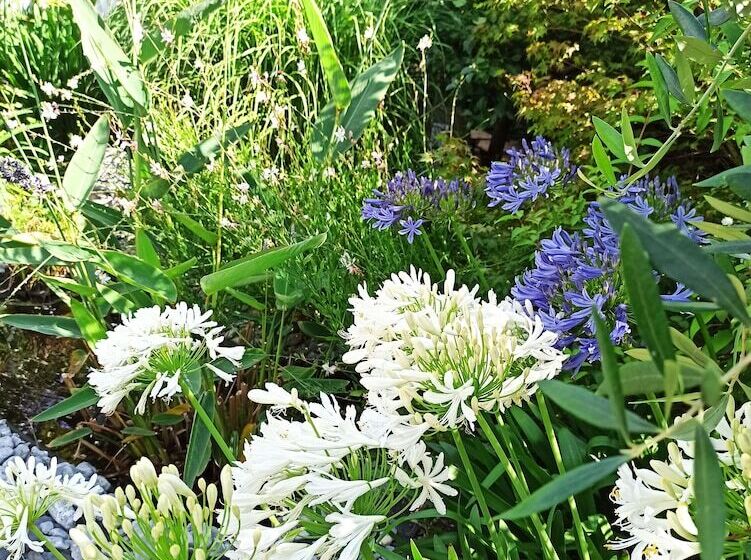 پانسیون Ker Amice