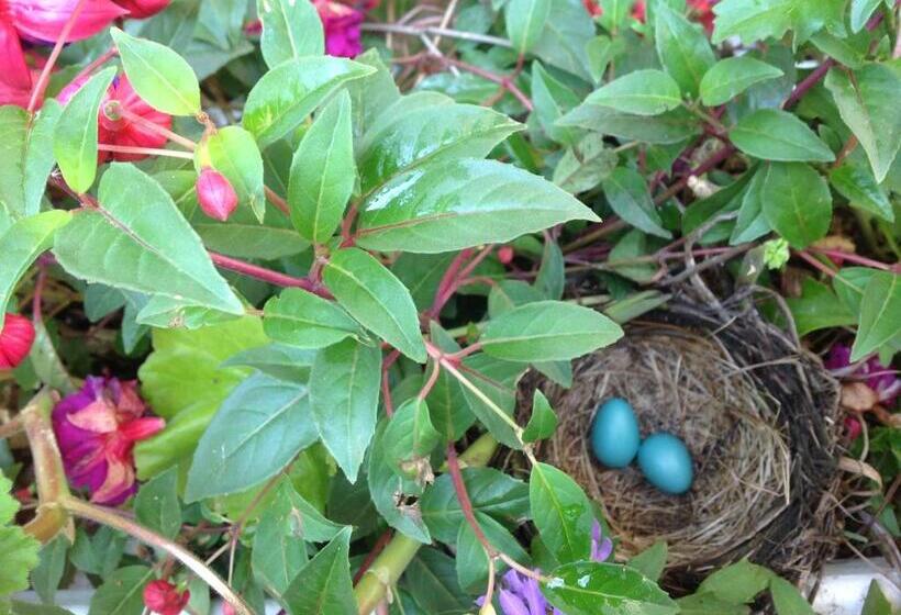Robins Nest Bed & Breakfast