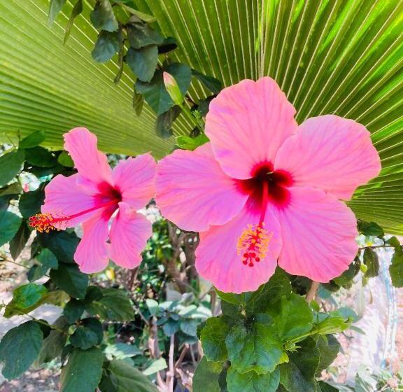 Отель La Costa International