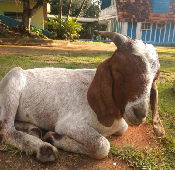 ペンション Pousada Recomeço Da Paz - Antiga Pousada Araucária