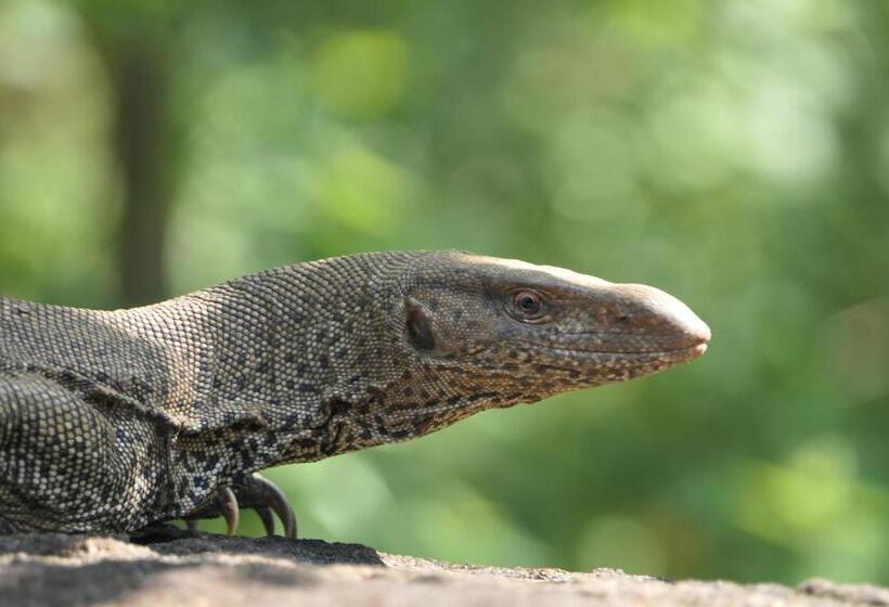 Another World Hostel Sigiriya