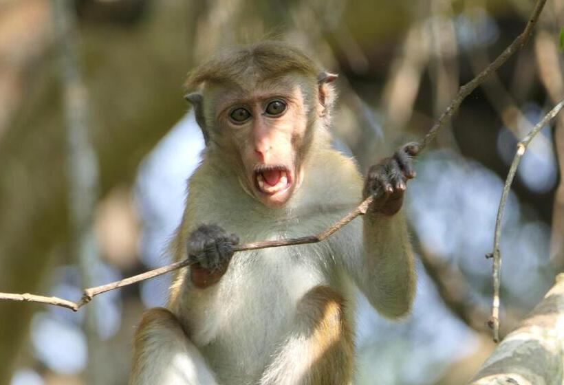 Another World Hostel Sigiriya