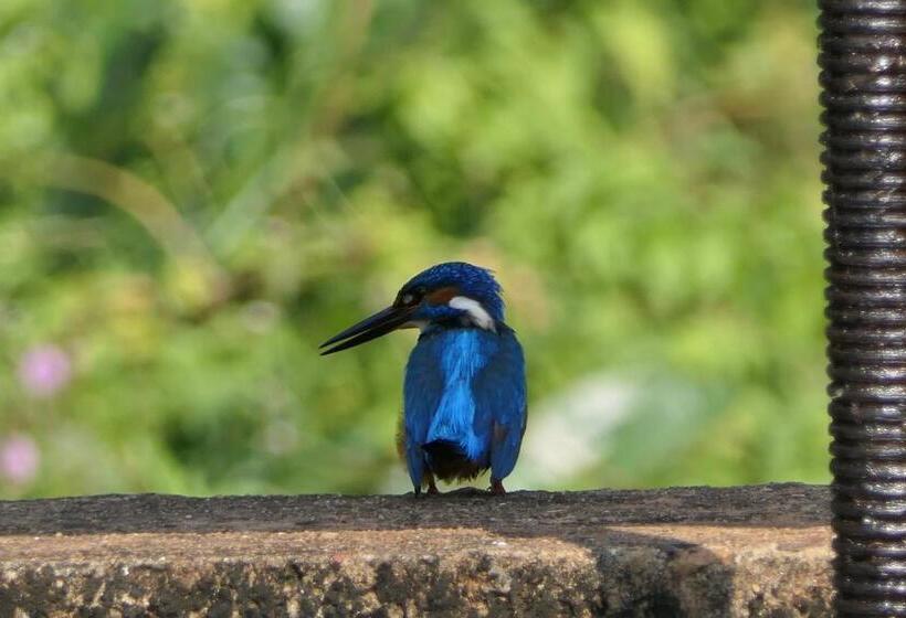 Another World Hostel Sigiriya