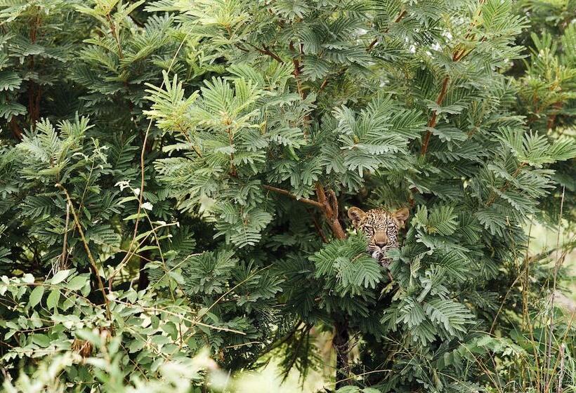 ホテル Tanda Tula Safari Camp