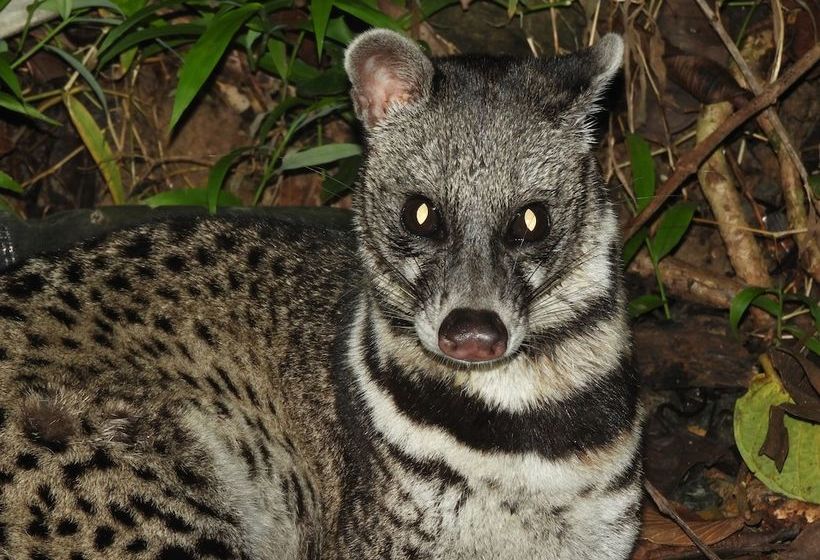 فندق Kawag Nature Lodge