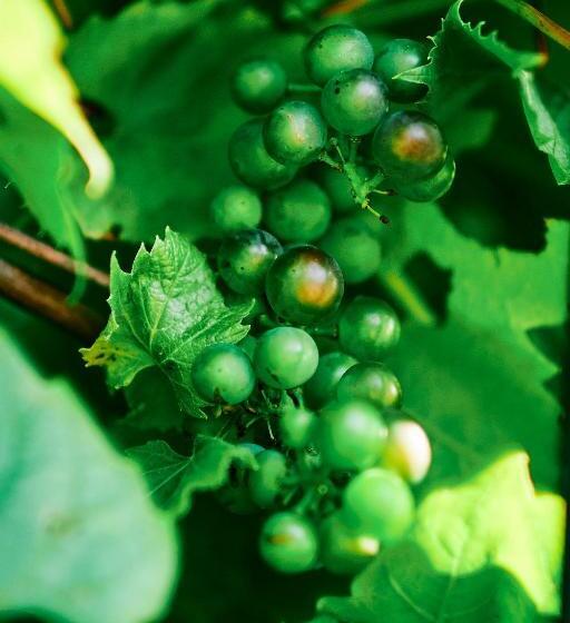 Nuns Cottage Bed & Breakfast