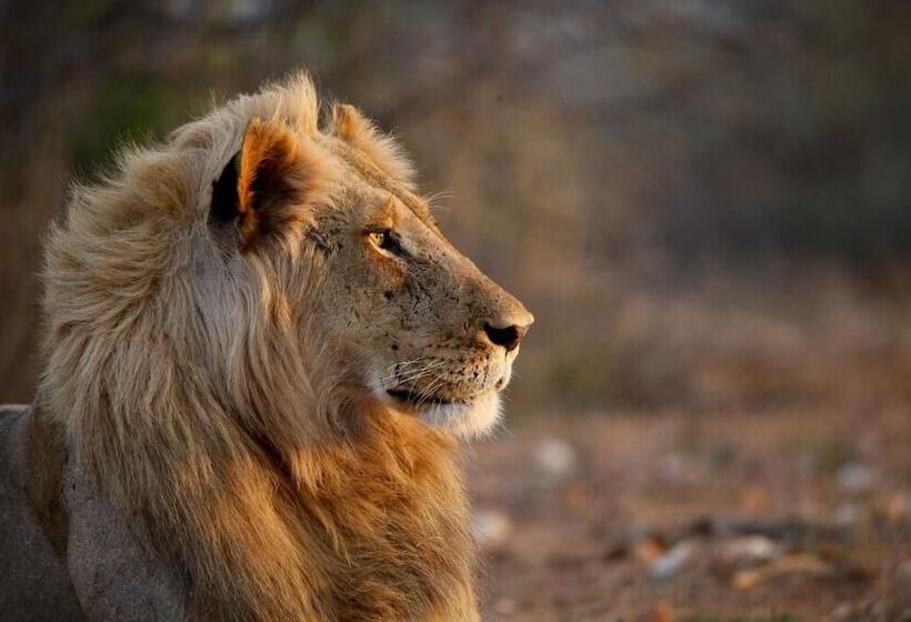 ホテル Ivory Wilderness River Rock Lodge