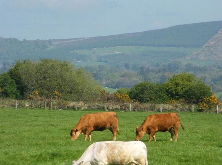 Riverfield Bed And Breakfast