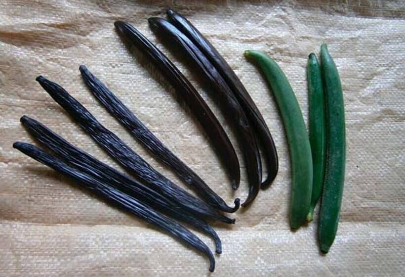 Vanilla Jungle Lodge   Bed & Breakfast