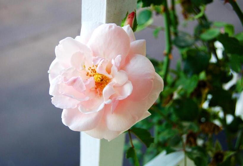 בית מלון כפרי Inn On The Hill