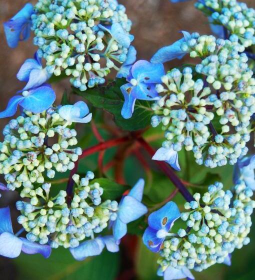 בית מלון כפרי Inn On The Hill