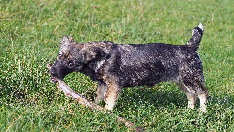 M Star Hotel Covington