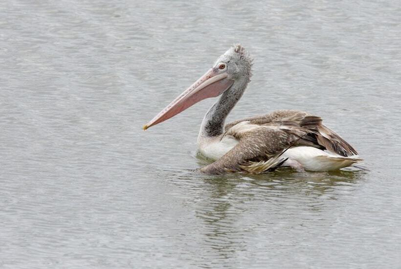 هتل Capital O 43238 The Taj Regency