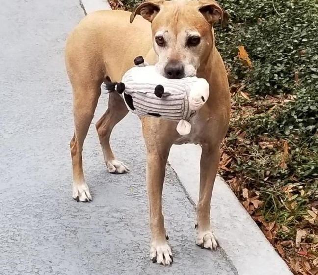 فندق Home2 Suites By Hilton Fernandina Beach Amelia Island, Fl