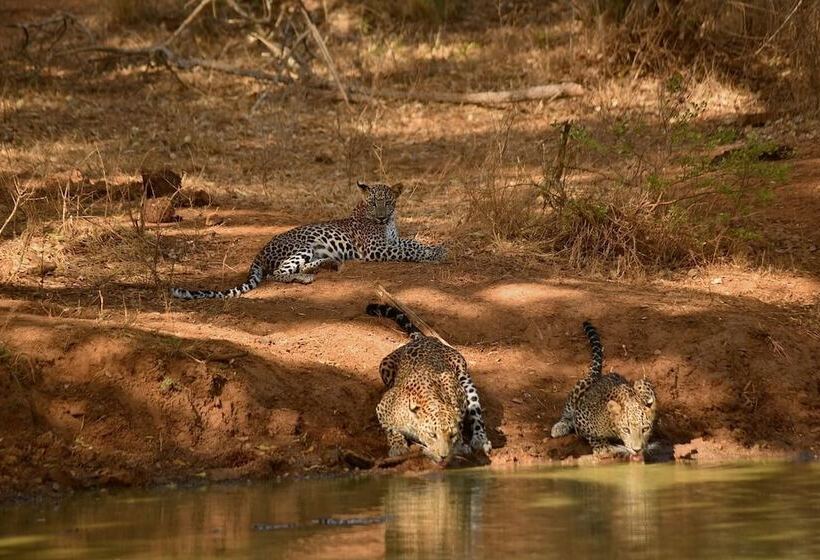 渡假胜地  Kele Yala Sri Lanka